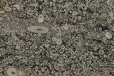 Fossil Crinoid Stems In Limestone Slab #206826-1